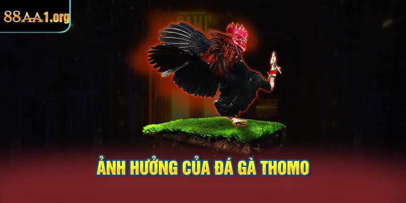 Ảnh hưởng của đá gà Thomo