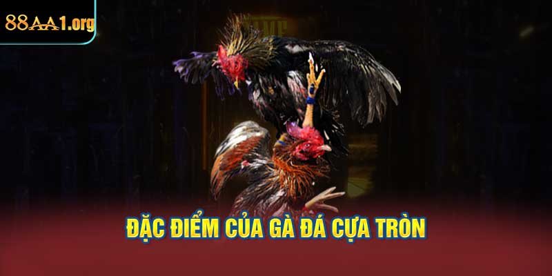 Đặc Điểm Của Gà Đá Cựa Tròn