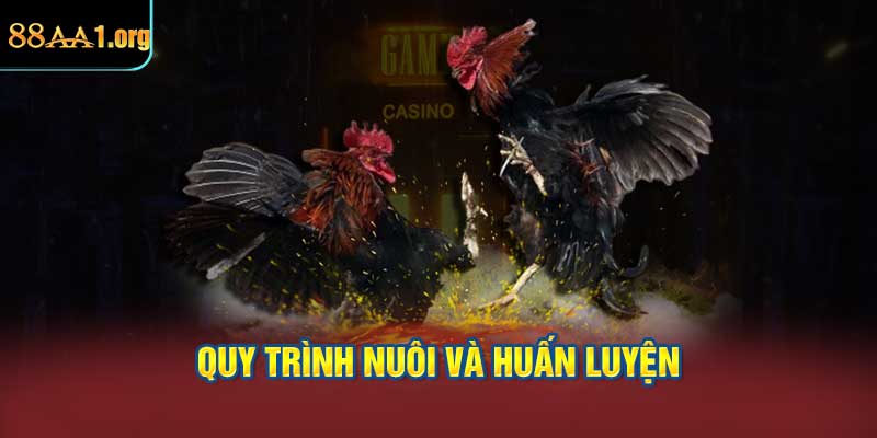 Quy trình nuôi và huấn luyện gà chọi